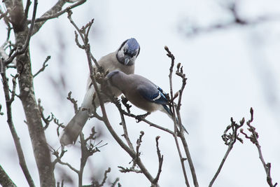 Low angle view of birds perching on tree