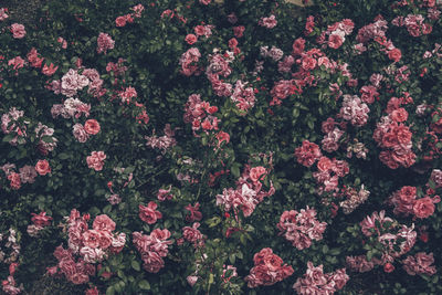 High angle view of pink flowering plants on field