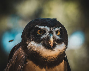 Close-up portrait of owl