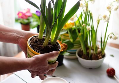 Cropped hands holding potted plant