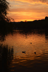 Silhouette birds swimming in lake against orange sky