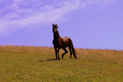 Horse standing on field against sky