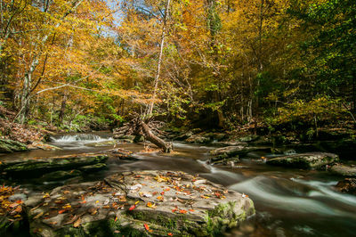 Trees growing in forest during autumn