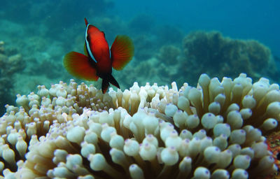 Close-up of fish swimming in sea