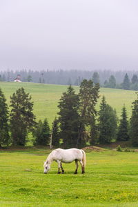 Horses in a field