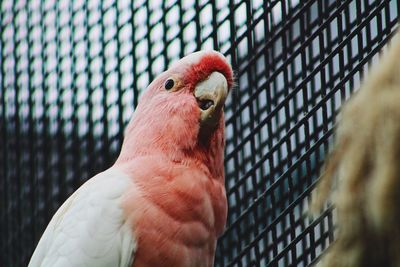 Close-up of bird in cage