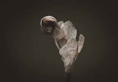 Close-up of wilted flower against black background