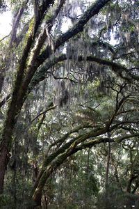 Low angle view of trees in forest