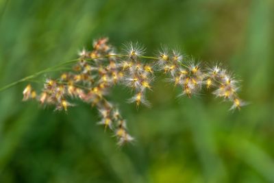 Close-up of insect on plant