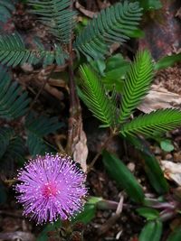 Close-up of pink flowering plant on field