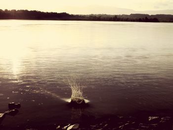 Swan swimming in lake against sky