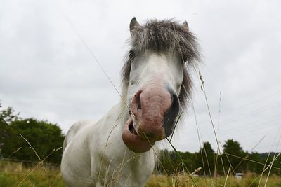 Close-up of horse on field against sky