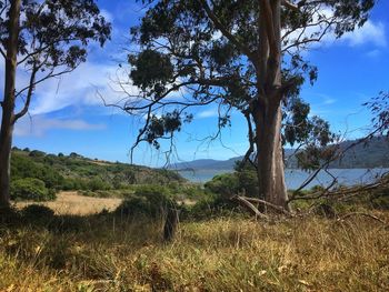 Trees on landscape against sky