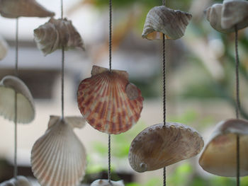 Close-up of shells on plant