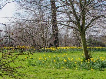 Plants growing on field