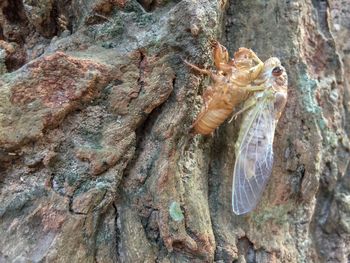 Close-up of insect on tree trunk