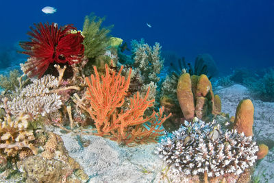 View of fish swimming in sea