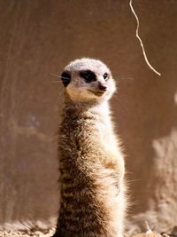 Portrait of meerkat standing alert outdoors