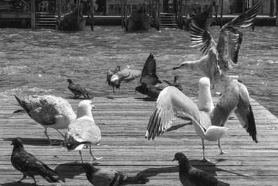 Flock of birds in lake