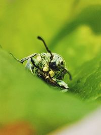 Close-up of insect on leaf