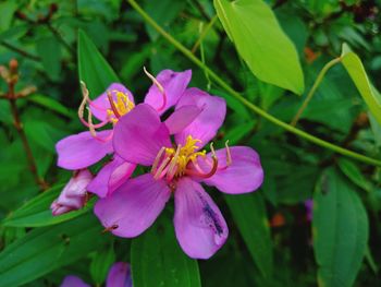 Close-up of flower blooming outdoors