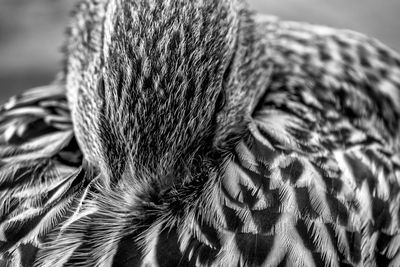 Close-up portrait of a owl