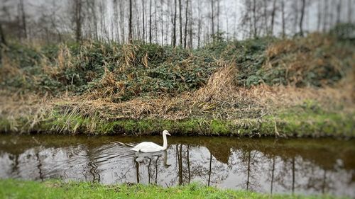 Swan in a lake