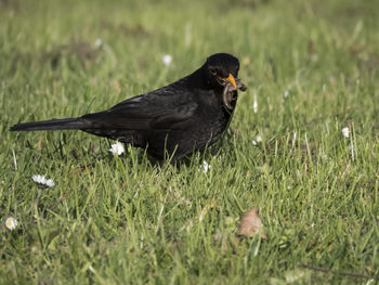 Blackbird carrying earthworm in beak on grassy field