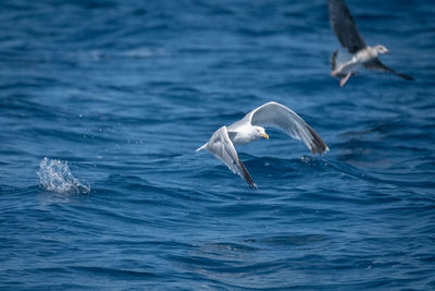 Seagull flying over sea