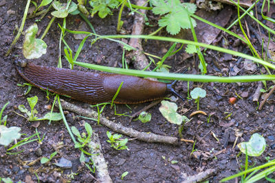High angle view of a reptile on field
