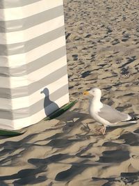 Swan swimming on sand at beach