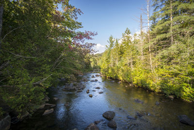 River amidst trees in forest against sky