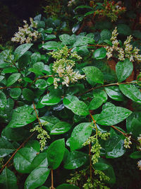 High angle view of wet plant leaves