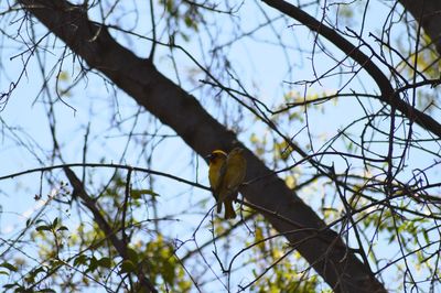 Low angle view of bird perching on tree against sky