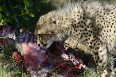 Close-up of cheetah cub eating dead animal