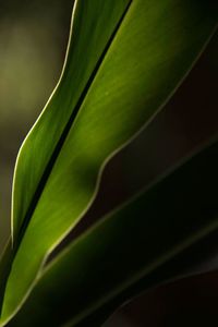 Full frame shot of leaf