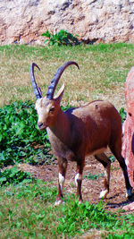 Ibex standing on field