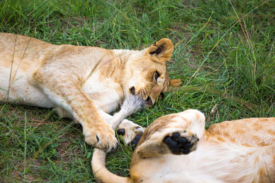 View of a cats relaxing on grass