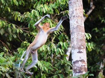 Monkey jumping on tree