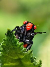 Close-up of insect on leaf