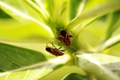 Close-up of insect on leaf