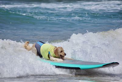 Dog in the sea