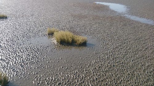 High angle view of starfish on beach