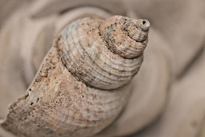 Close-up of lizard