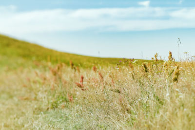 Scenic view of field against sky