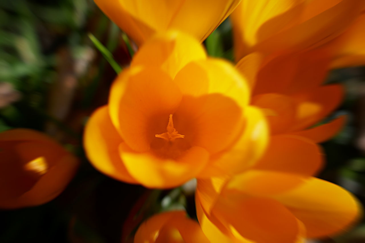 CLOSE-UP OF ORANGE ROSE FLOWER