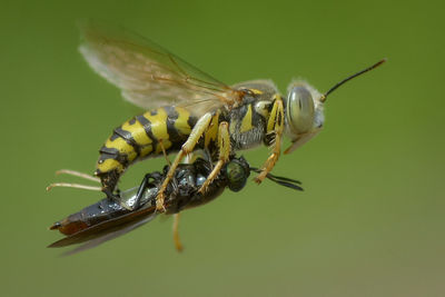 Close-up of insect