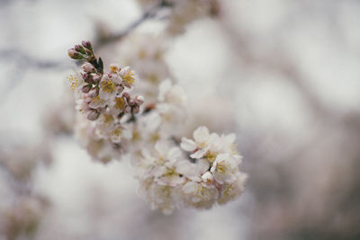 Close-up of cherry blossom