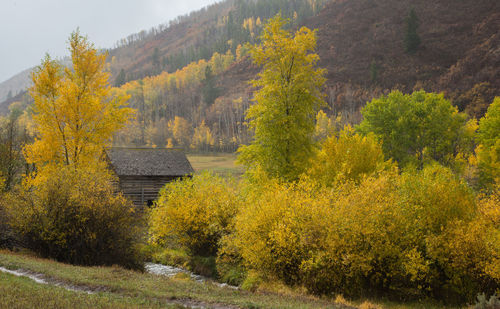 Trees in forest during autumn