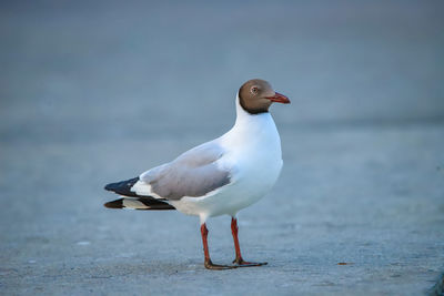 Close-up of seagull perching on beach